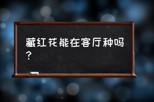 藏红花泡水喝竟有6个害处 藏红花能在客厅种吗？