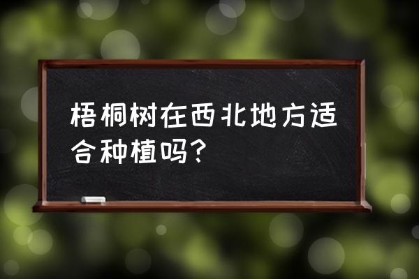 梧桐树哪里种植最好 梧桐树在西北地方适合种植吗？