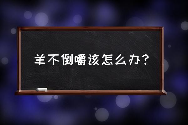 羊几天不吃食不反刍怎么办 羊不倒嚼该怎么办？