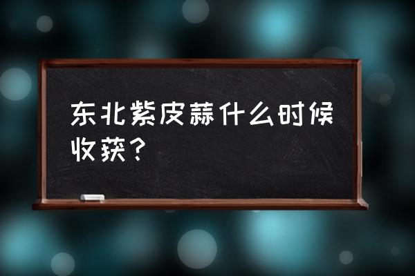 紫皮大蒜是怎么样的 东北紫皮蒜什么时候收获？