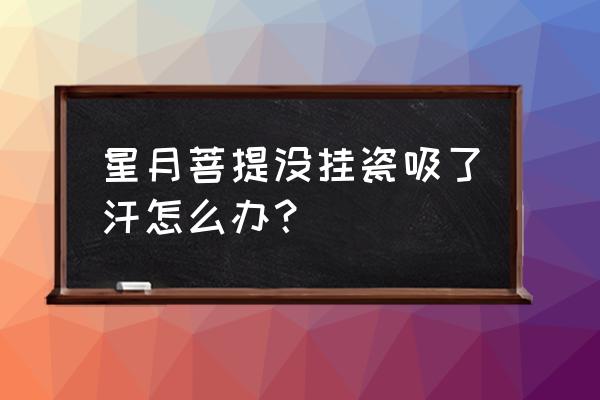 星月菩提挂瓷最佳方法 星月菩提没挂瓷吸了汗怎么办？