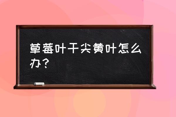 草莓烂根的解决方法 草莓叶干尖黄叶怎么办？