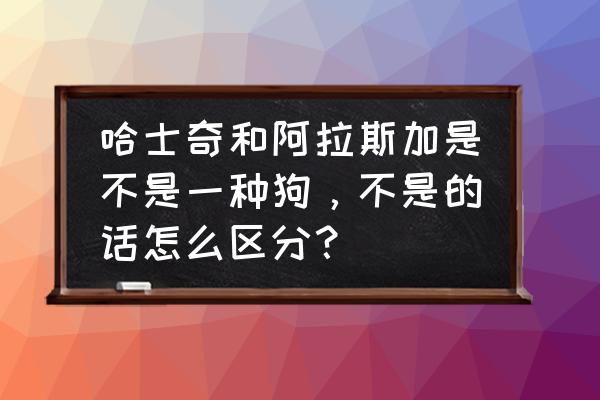 二哈和哈士奇是两个品种吗 哈士奇和阿拉斯加是不是一种狗，不是的话怎么区分？