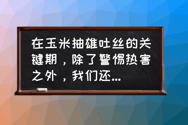 玉米根腐病的症状 在玉米抽雄吐丝的关键期，除了警惕热害之外，我们还要注意什么呢？