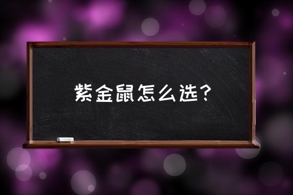 紫金鼠手串好坏鉴别 紫金鼠怎么选？