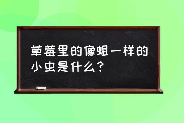 草莓长了一点白色的虫子怎么办 草莓里的像蛆一样的小虫是什么？