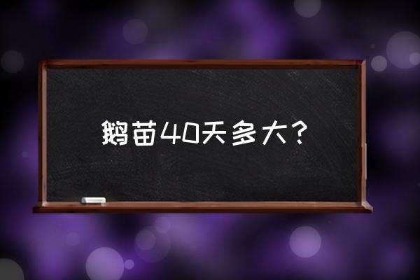 种鹅催肥最简单方法 鹅苗40天多大？