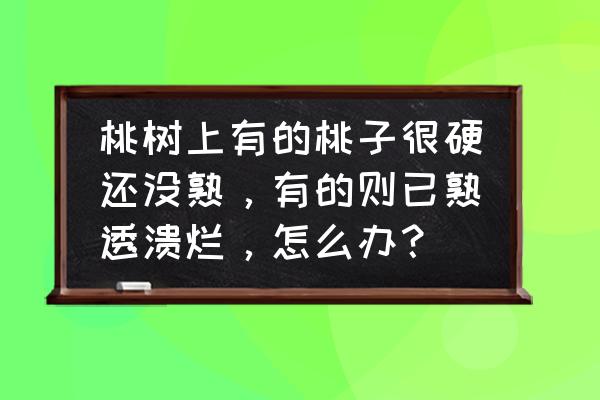 花椒树长虫怎么消灭 桃树上有的桃子很硬还没熟，有的则已熟透溃烂，怎么办？