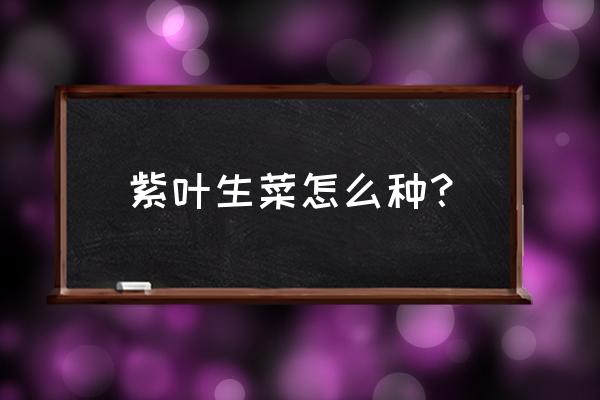 紫叶生菜种子一年四季可以种植 紫叶生菜怎么种？