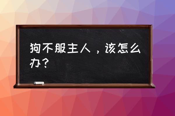 狗狗得了心理疾病怎么办 狗不服主人，该怎么办？