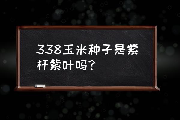 玉米紫杆紫叶咋回事 338玉米种子是紫杆紫叶吗？