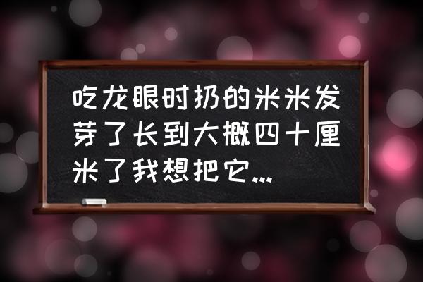 桂圆种子怎么盆栽好看呢 吃龙眼时扔的米米发芽了长到大概四十厘米了我想把它种活要怎样种？