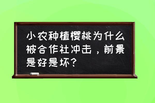 樱桃销售渠道 小农种植樱桃为什么被合作社冲击，前景是好是坏？