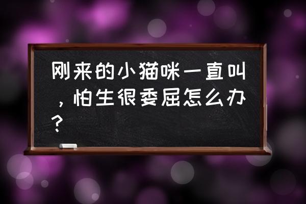 猫咪见不到人就叫怎么训练 刚来的小猫咪一直叫，怕生很委屈怎么办？