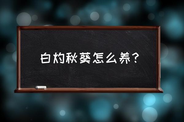 秋葵整枝的正确方法 白灼秋葵怎么养？