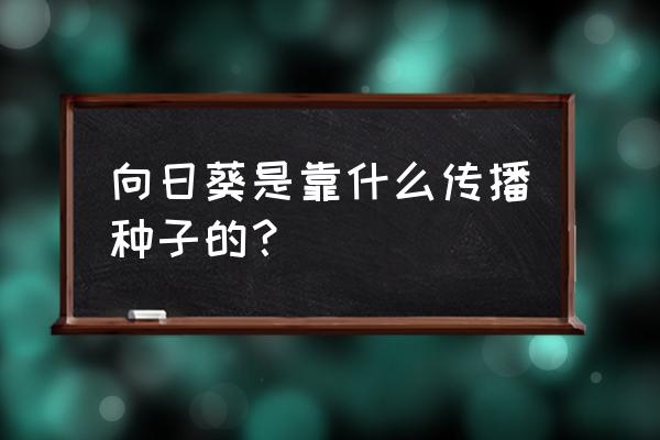 向日葵怎么促进开花 向日葵是靠什么传播种子的？