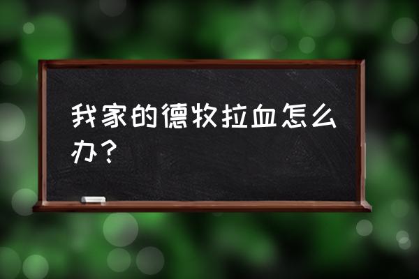 小狗拉出来的是血怎么办 我家的德牧拉血怎么办？