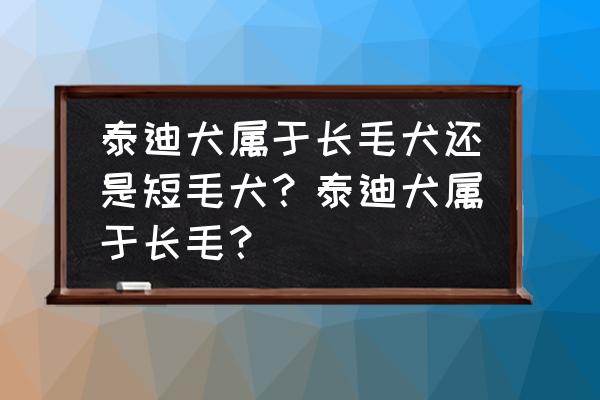 长毛犬的毛发护理方法 泰迪犬属于长毛犬还是短毛犬？泰迪犬属于长毛？