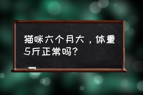 猫肥家润是什么猫 猫咪六个月大，体重5斤正常吗？