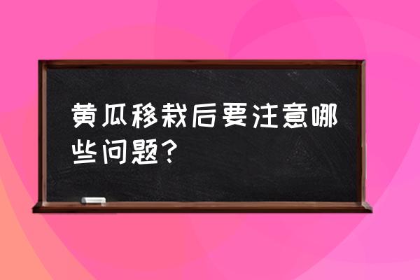 黄瓜有13个禁忌搭配 黄瓜移栽后要注意哪些问题？