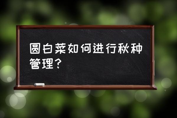 露天包菜12度会生长吗 圆白菜如何进行秋种管理？