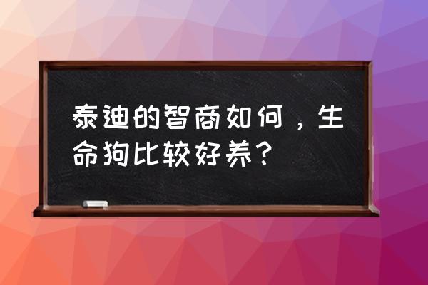 狗狗最喜欢吃的五种东西 泰迪的智商如何，生命狗比较好养？