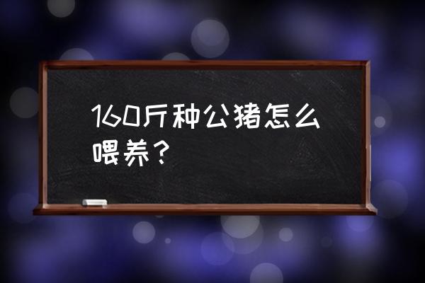 种公猪饲养管理的要点是什么 160斤种公猪怎么喂养？