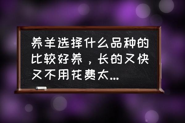 新手养羊怎么挑选种羊 养羊选择什么品种的比较好养，长的又快又不用花费太多时间啊？