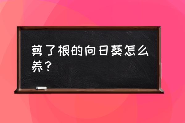 向日葵怎样养护才能保持长久 剪了根的向日葵怎么养？