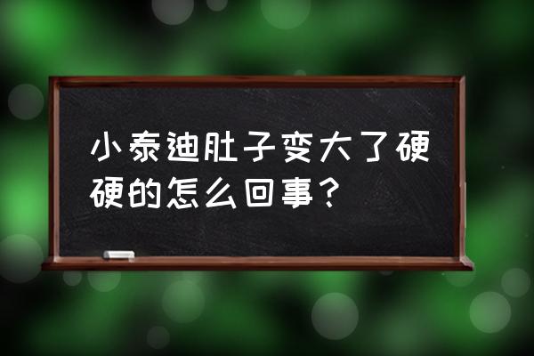 b超能检查出狗狗身体里的异物吗 小泰迪肚子变大了硬硬的怎么回事？