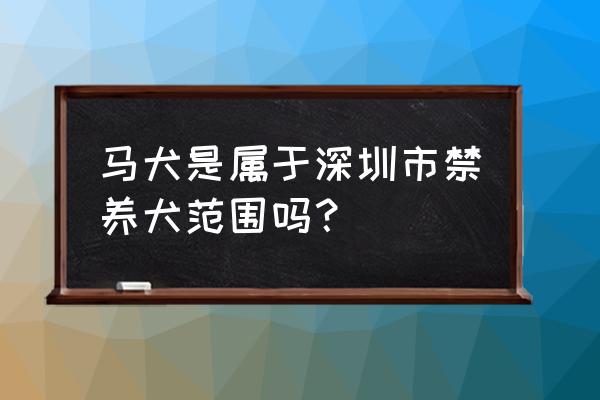 波音达和马犬的区别 马犬是属于深圳市禁养犬范围吗？