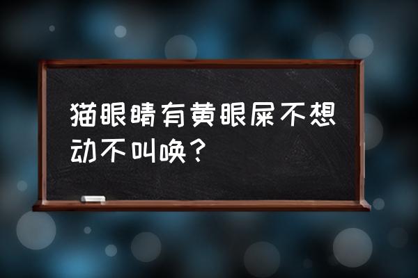 猫的眼屎多怎么解决 猫眼睛有黄眼屎不想动不叫唤？