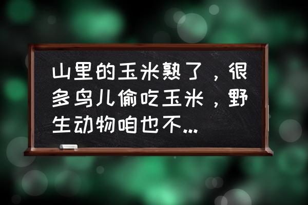 怎么防止鸟吃树上的果子 山里的玉米熟了，很多鸟儿偷吃玉米，野生动物咱也不敢抓，请问有什么好办法驱赶？