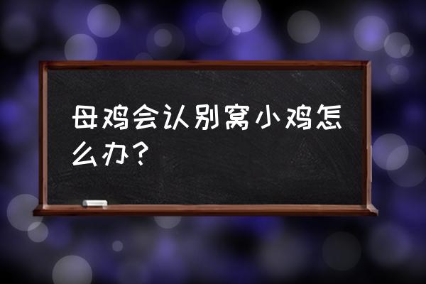 怎样找到孵小鸡的母鸡 母鸡会认别窝小鸡怎么办？