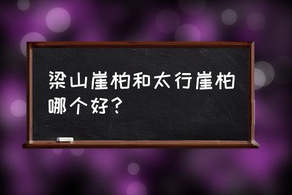 崖柏太行山的好还是川料好 梁山崖柏和太行崖柏哪个好？