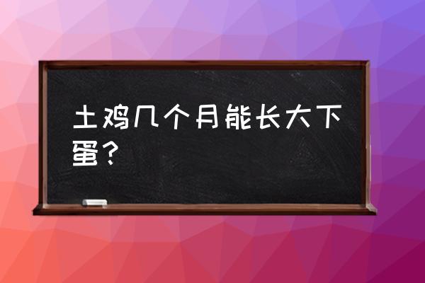 家养草鸡怎样下蛋多 土鸡几个月能长大下蛋？