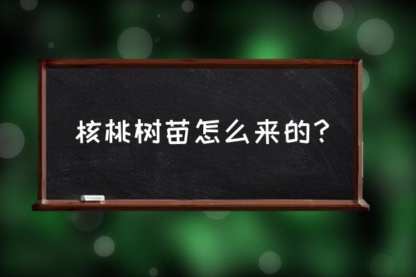 山核桃从哪里来的 核桃树苗怎么来的？