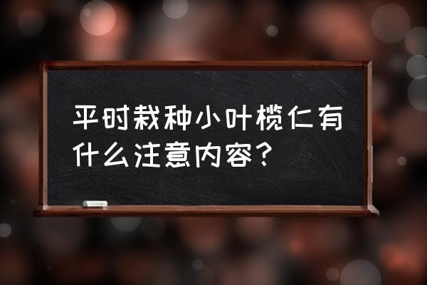 小叶榄仁北方怎么没有种植的 平时栽种小叶榄仁有什么注意内容？