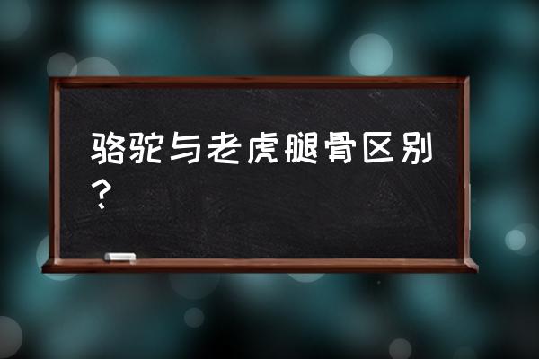 骆驼骨真假图片对比 骆驼与老虎腿骨区别？