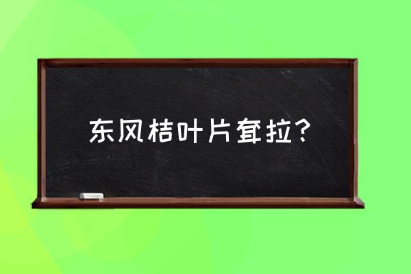 7公分东风桔价格 东风桔叶片耷拉？