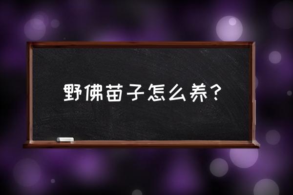 黑壳虾从幼苗养到成年的过程 野佛苗子怎么养？