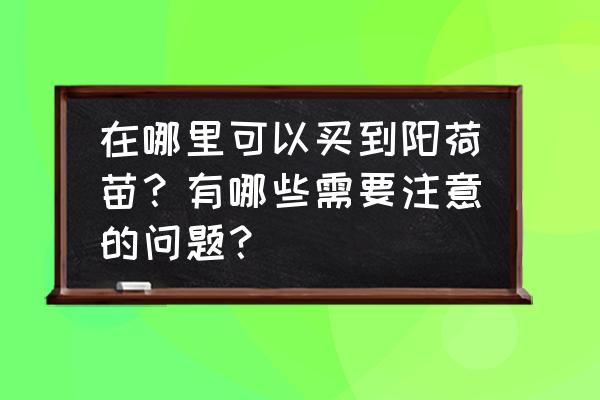 阳荷的功效与作用怎么吃 在哪里可以买到阳荷苗？有哪些需要注意的问题？