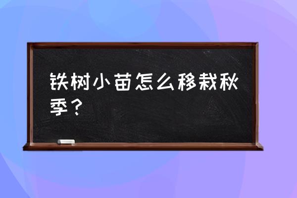 秋季苗木移栽缓苗的正确方法 铁树小苗怎么移栽秋季？