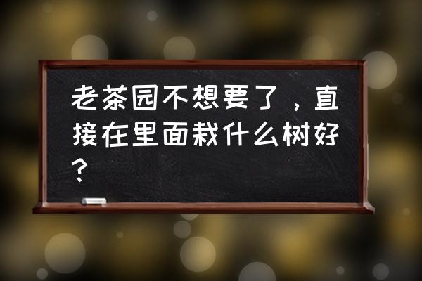 常见树木图片及名字 老茶园不想要了，直接在里面栽什么树好？