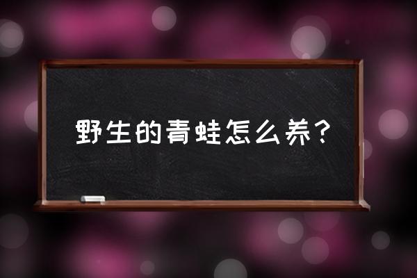 养青蛙怎么养的 野生的青蛙怎么养？