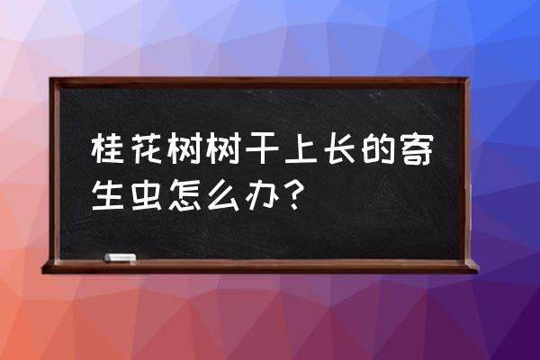 桂花病虫害的防治识别图谱 桂花树树干上长的寄生虫怎么办？