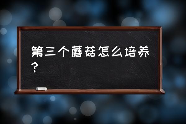 三把菇种植技术 第三个蘑菇怎么培养？