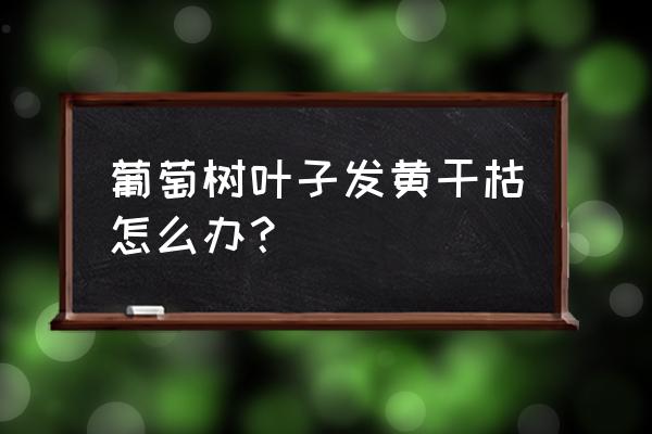 葡萄树老叶发黄干枯怎么挽救 葡萄树叶子发黄干枯怎么办？