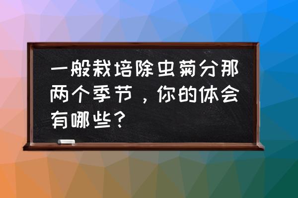 除虫菊栽培教程 一般栽培除虫菊分那两个季节，你的体会有哪些？