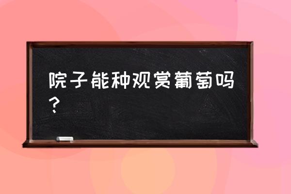 农家院葡萄种植技术 院子能种观赏葡萄吗？